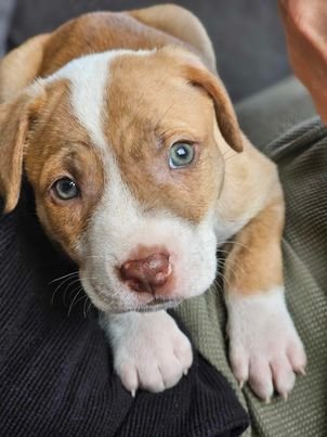 baby pitbulls with blue eyes tumblr