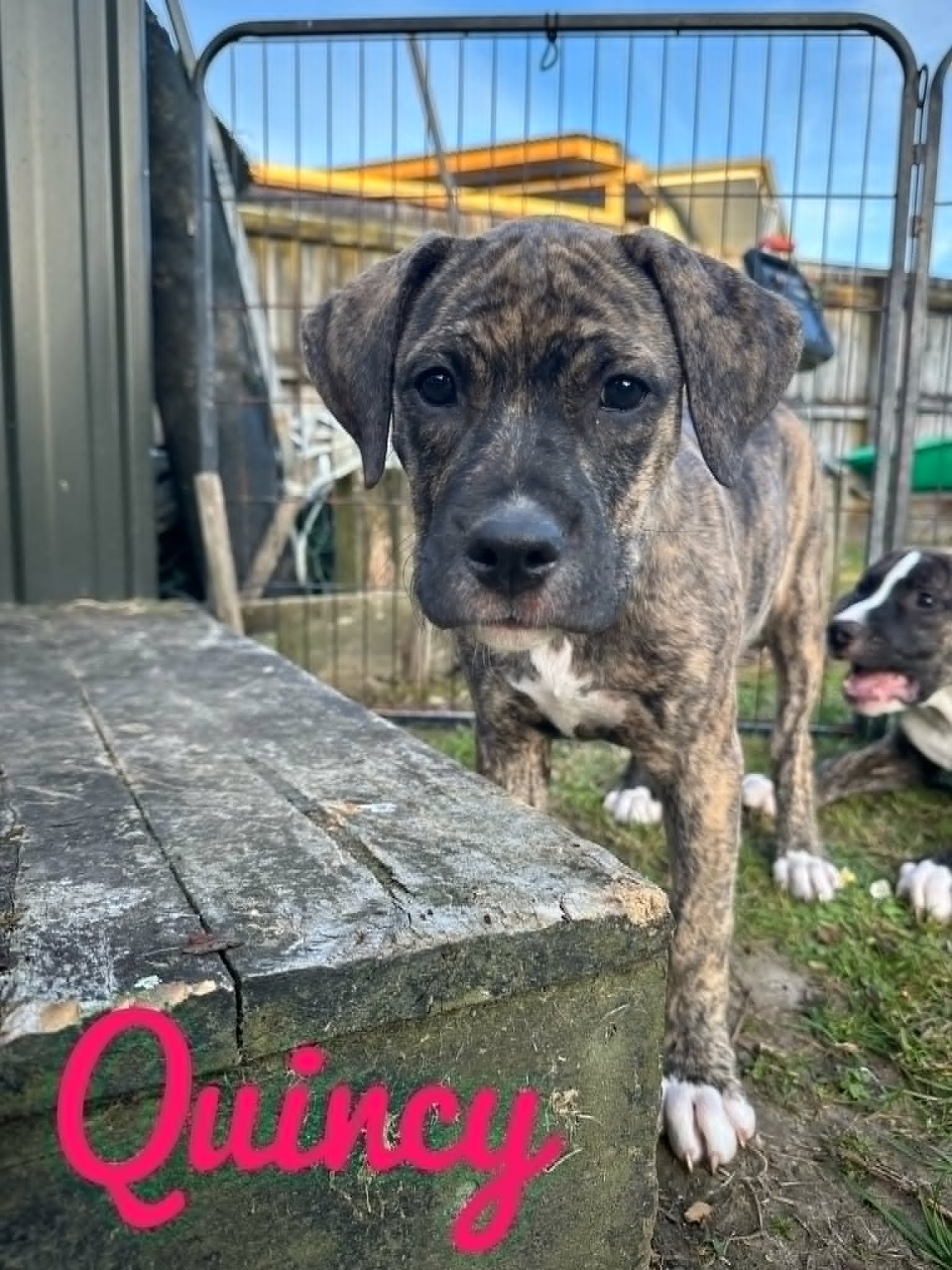 Quincy1