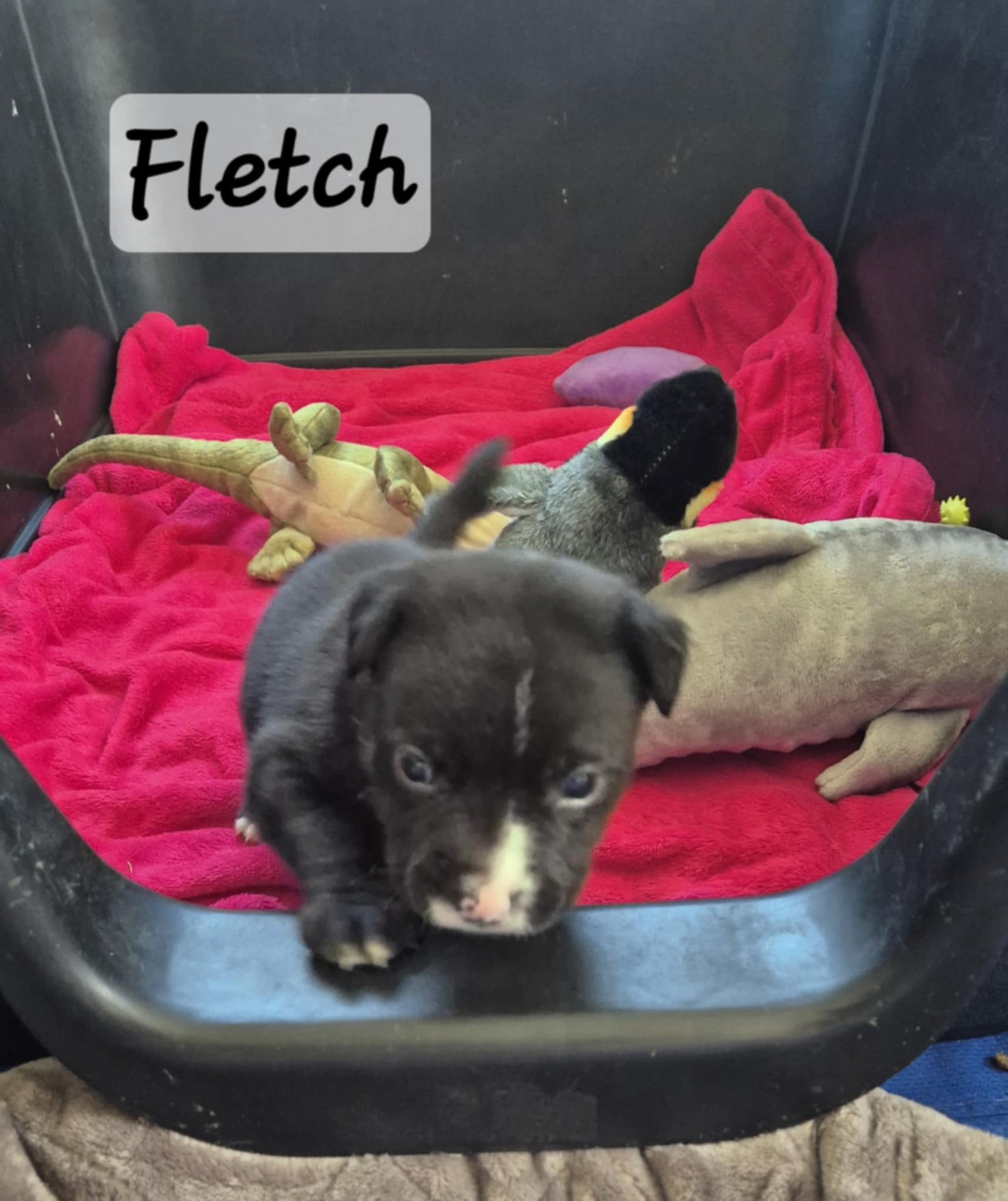 Fletch1