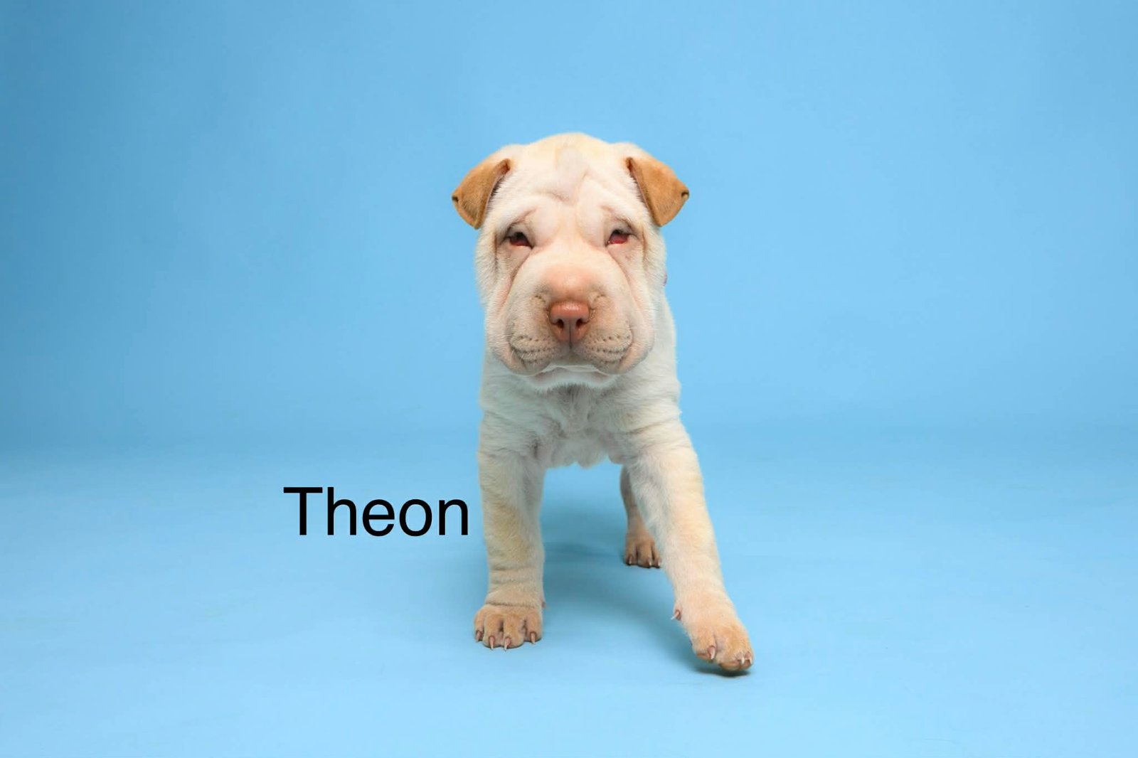 Theon1