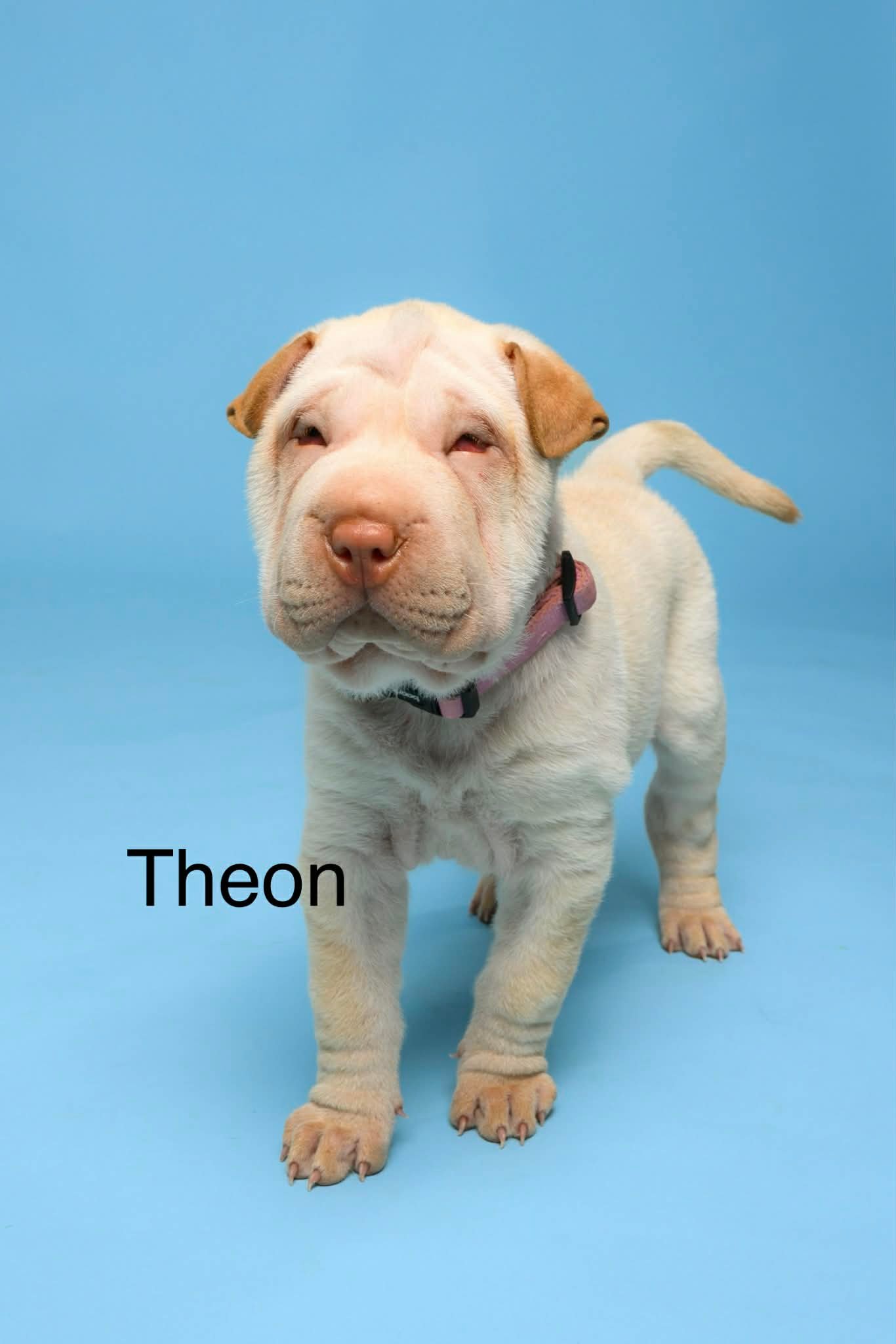 Theon2