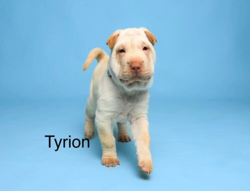 Tyrion