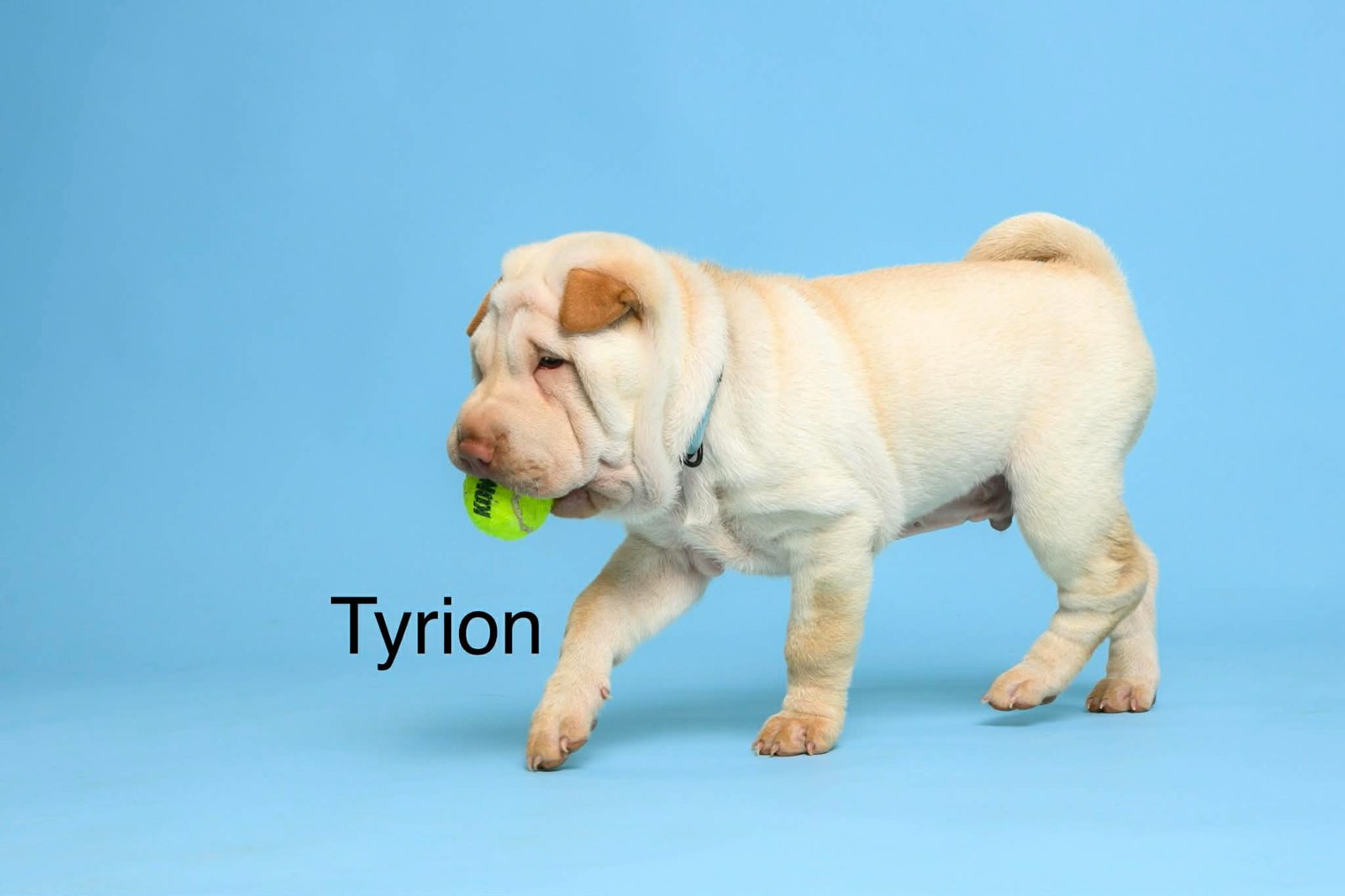 Tyrion1