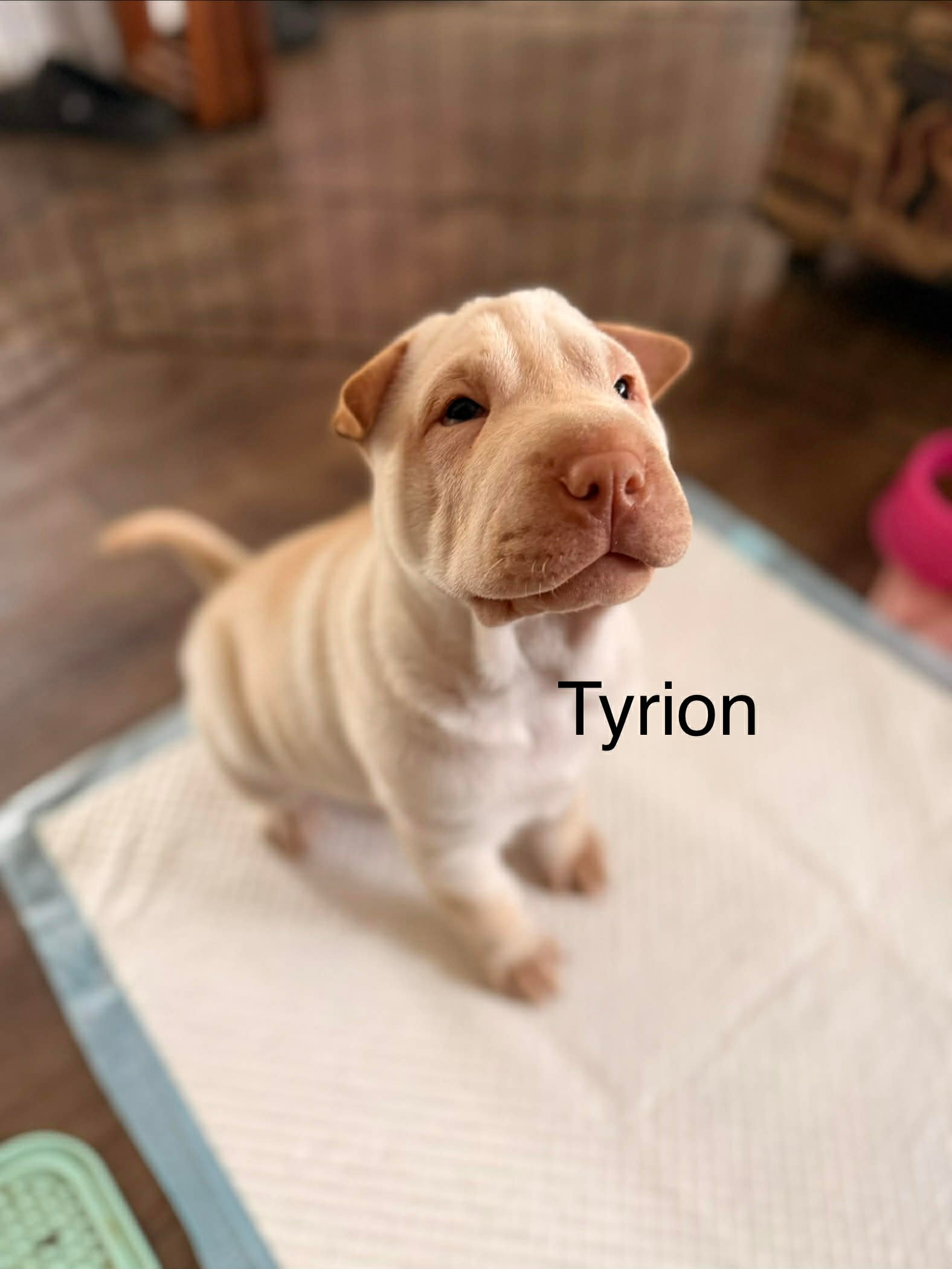 Tyrion4