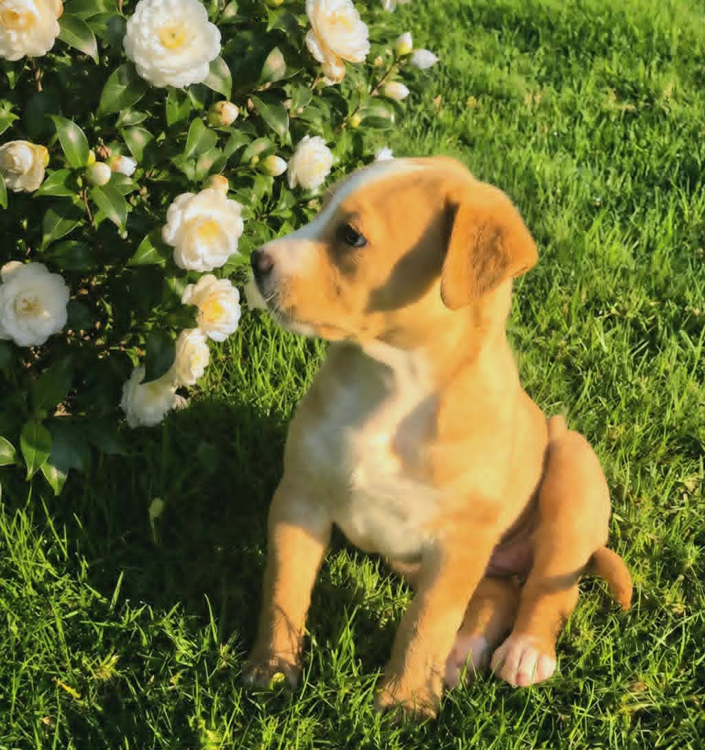 Bea