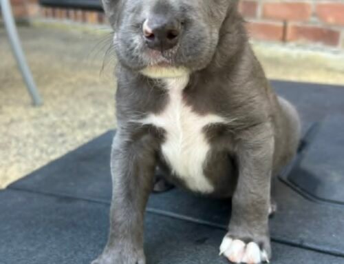 Bluebell