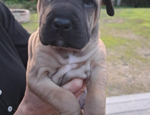 Cooper