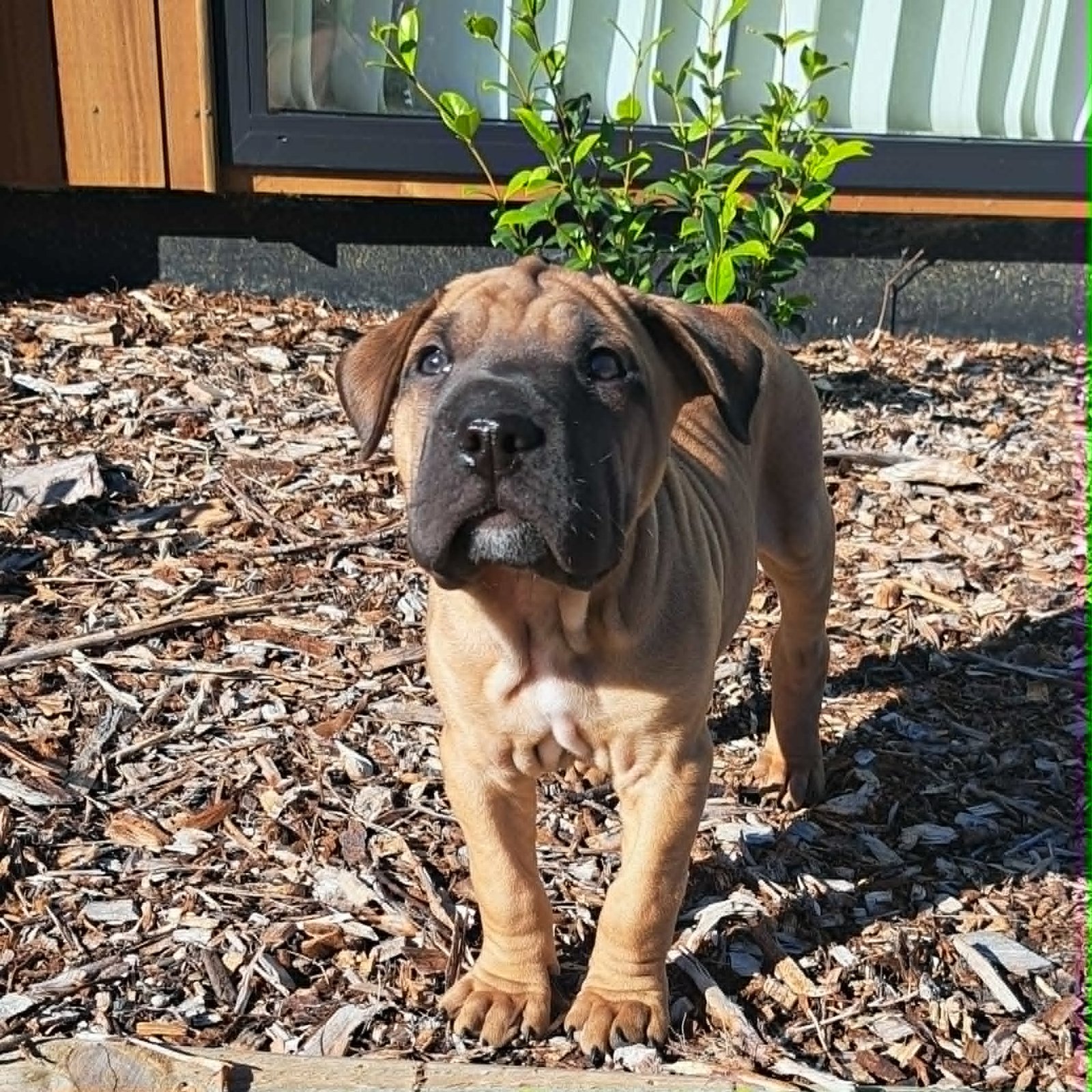Cooper1