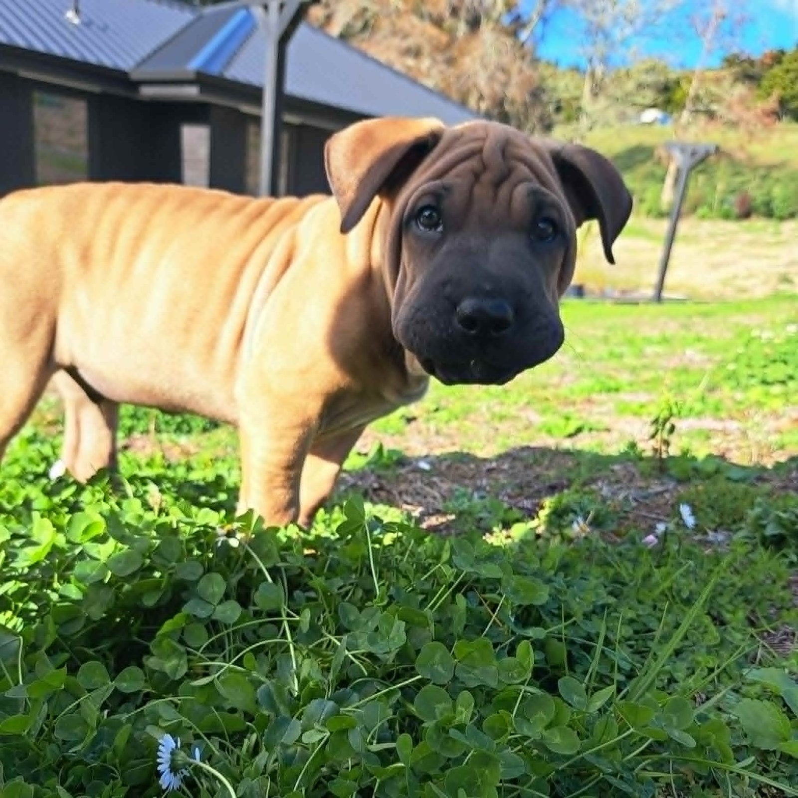 Cooper10