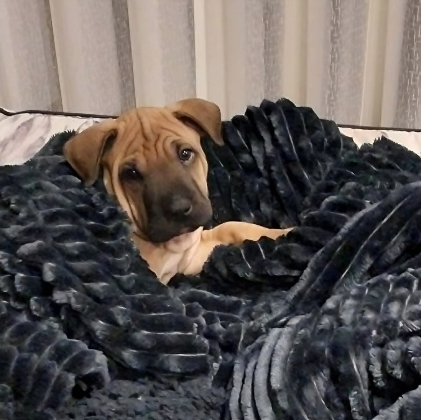 Cooper3