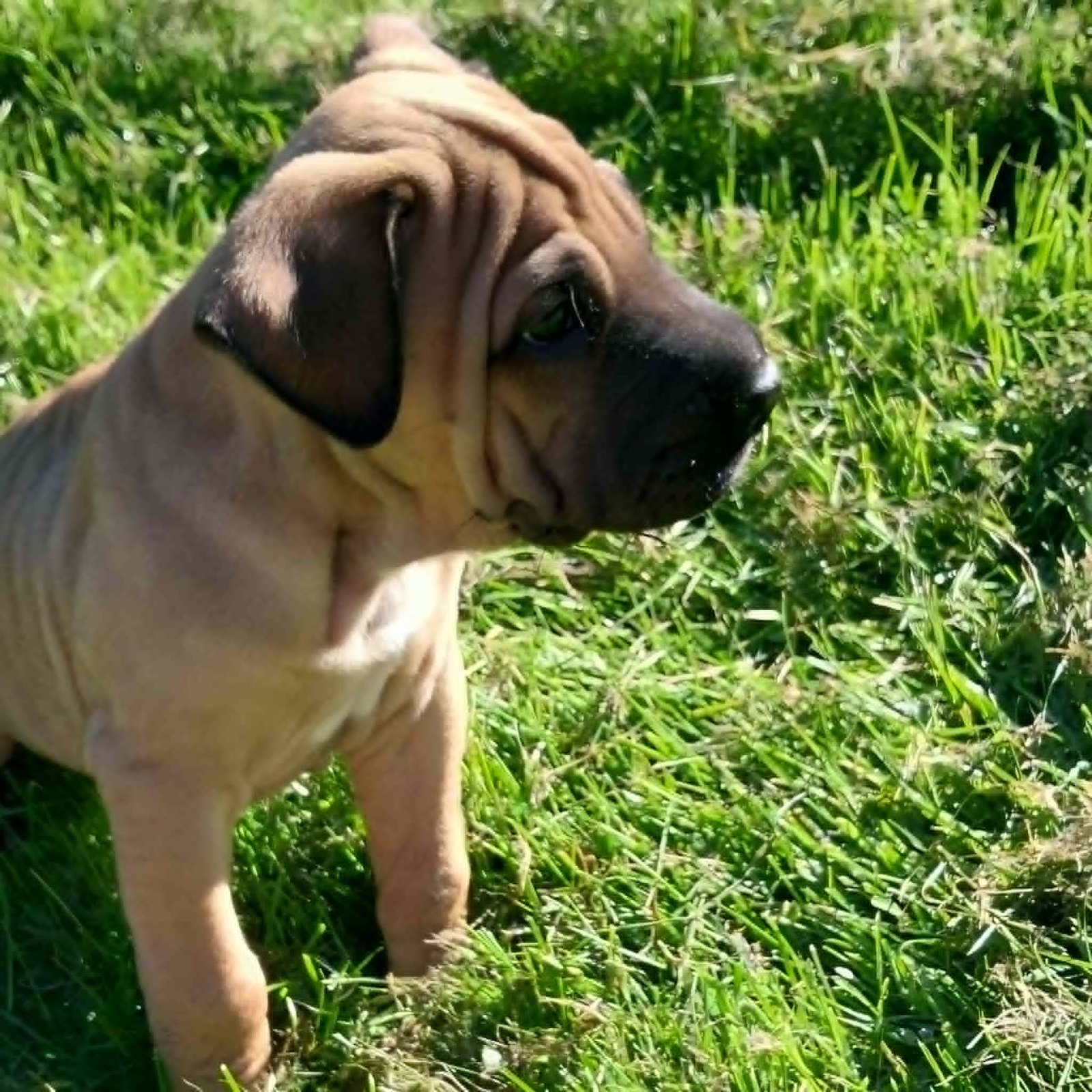 Cooper4