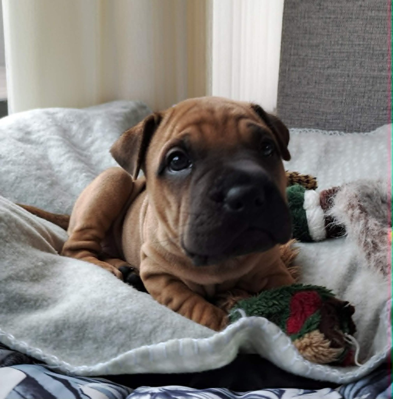 Cooper6