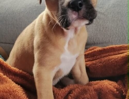 Dandi