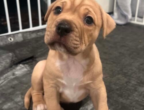 Dumpling