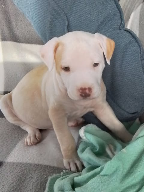 Goose
