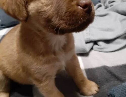 Griffin