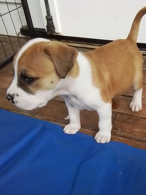 Gumbo2
