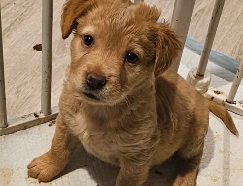 Gus