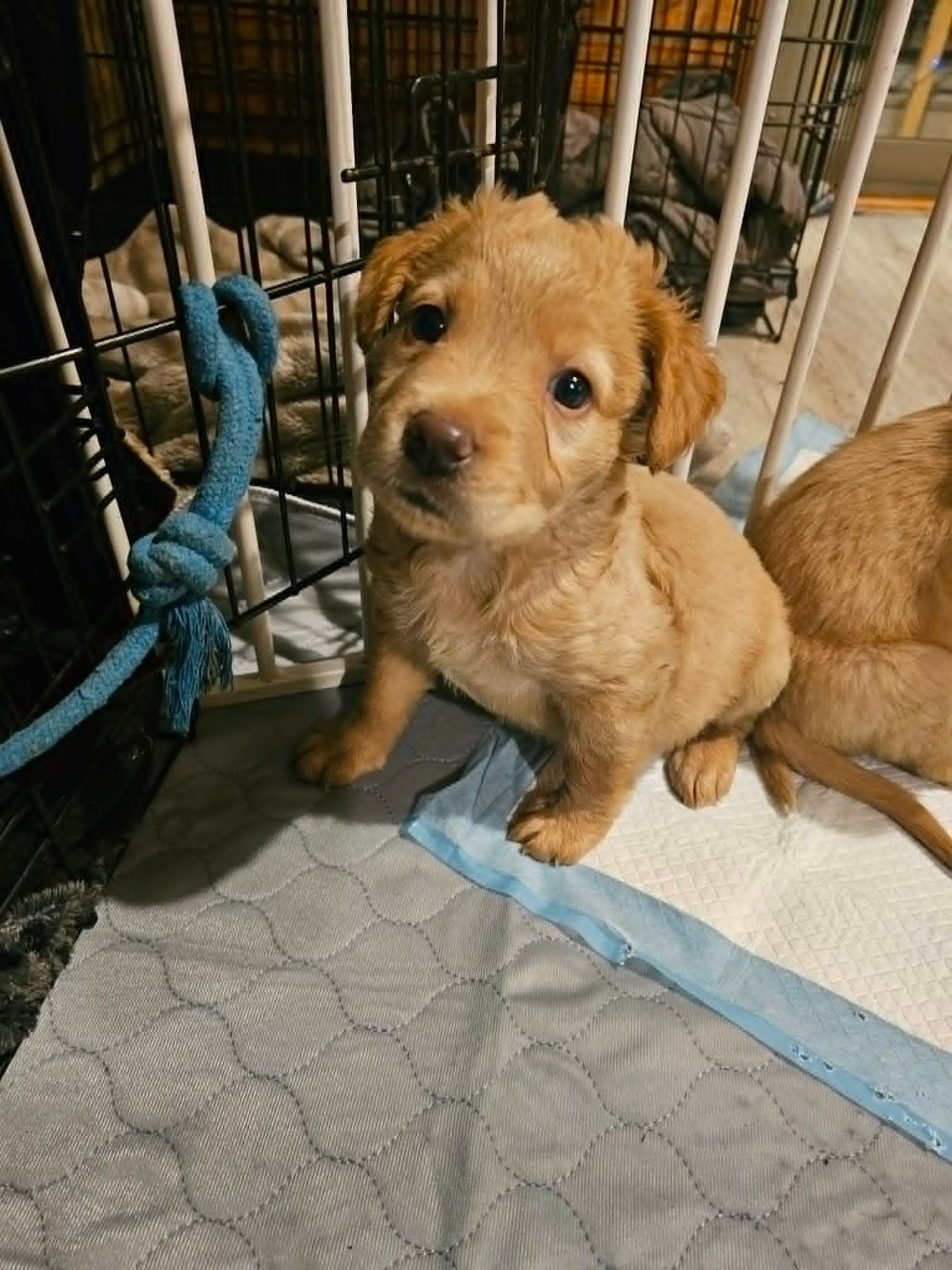 Gus1