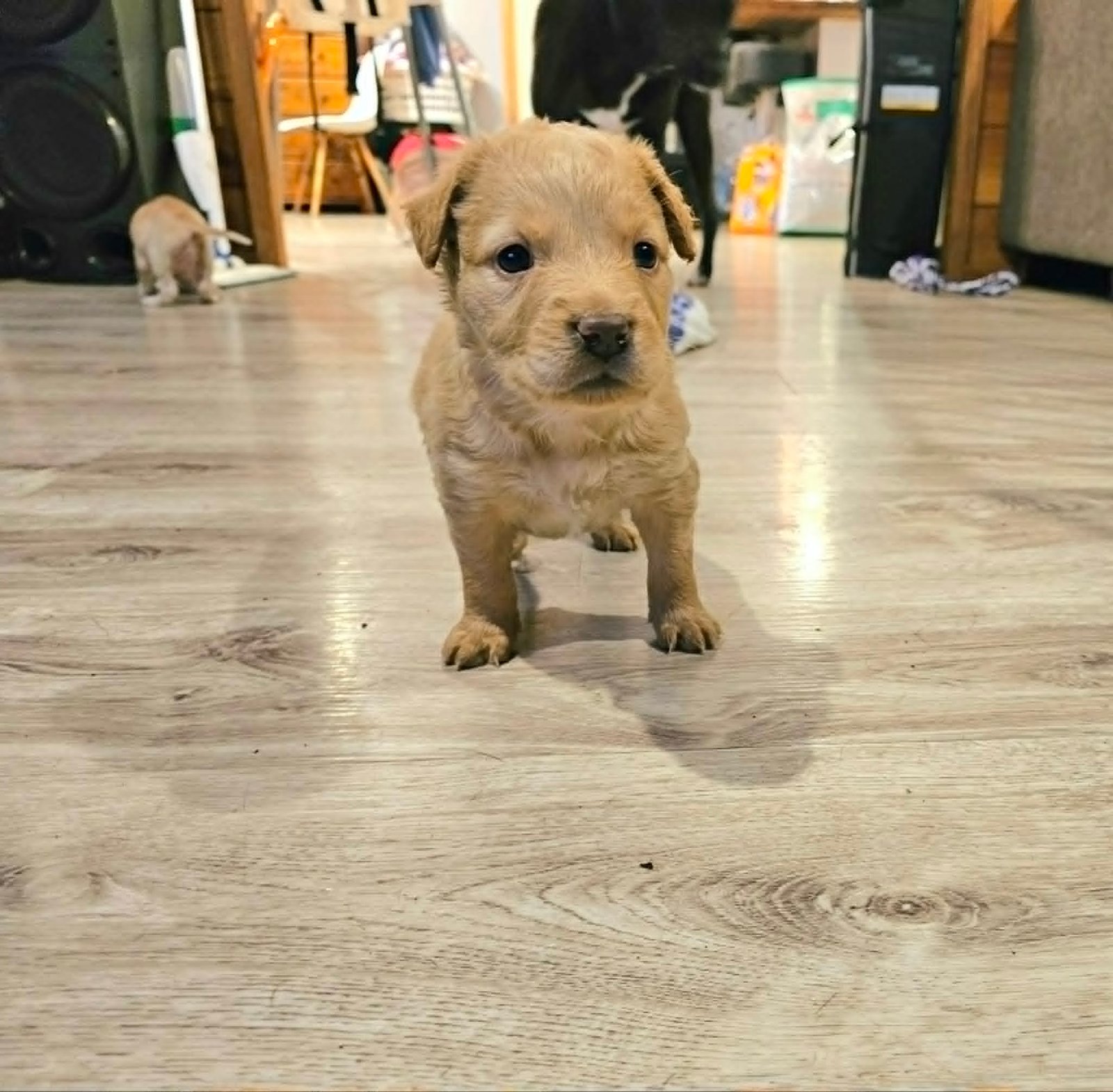 Gus2