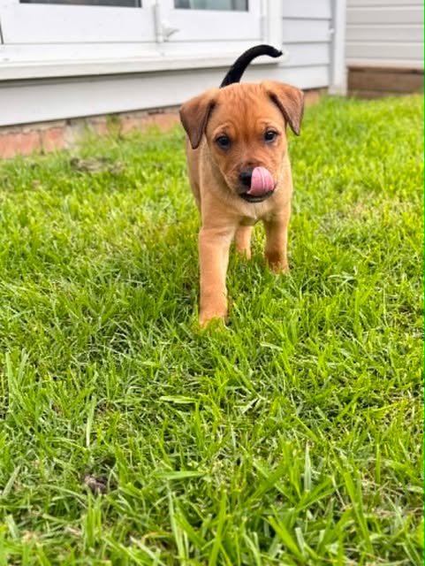 Biscuit