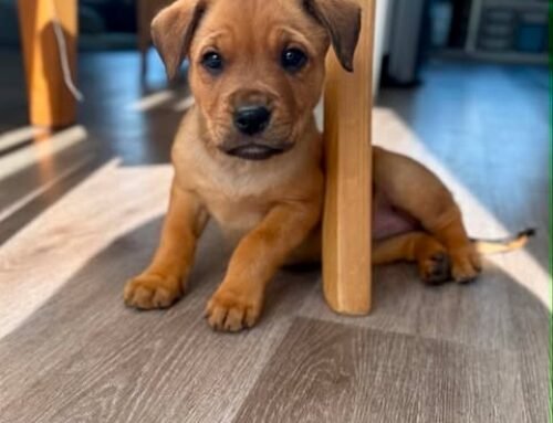 Biscuit