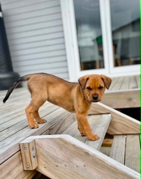 Biscuit2