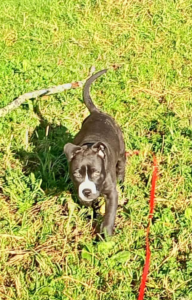 Floki5