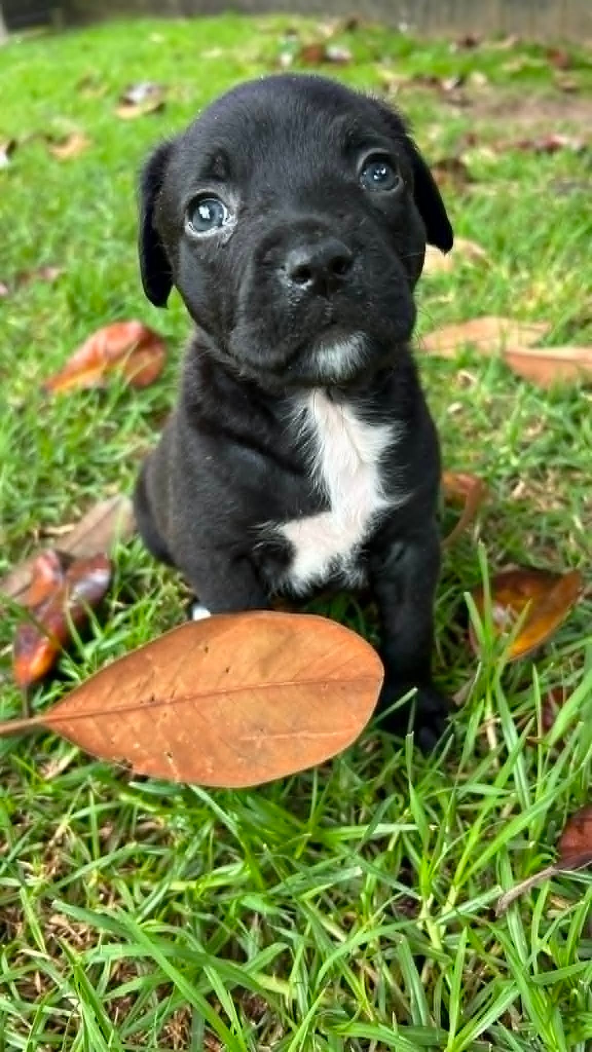 Flossie