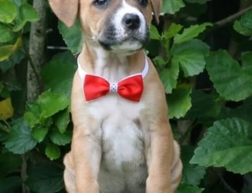 Gatsby