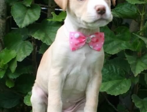Gracie