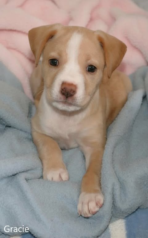 Gracie3