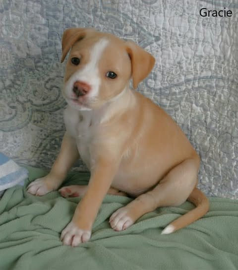 Gracie4