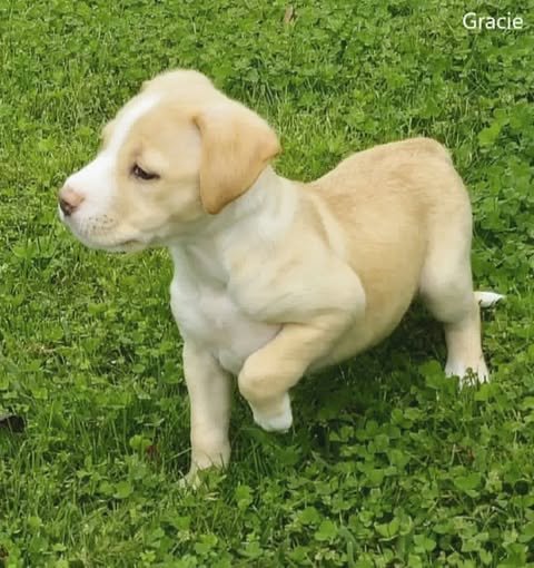 Gracie5