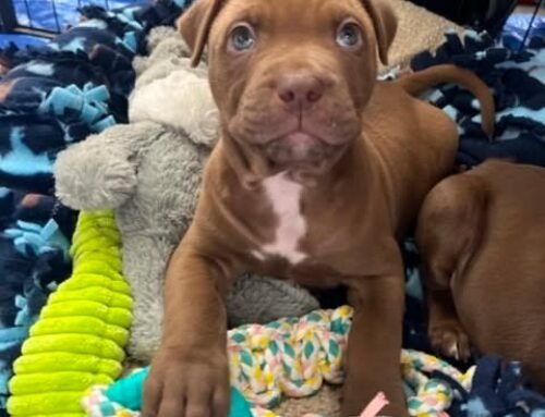Hershey