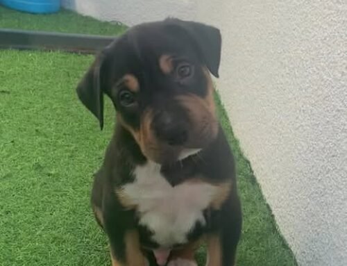 Maverick