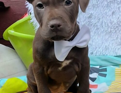 Mocha