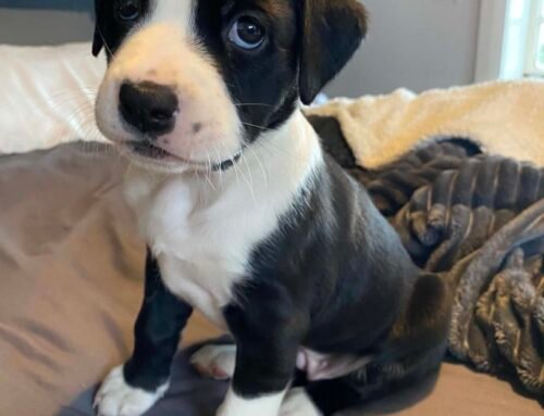 Scout