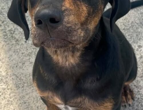 Waylon