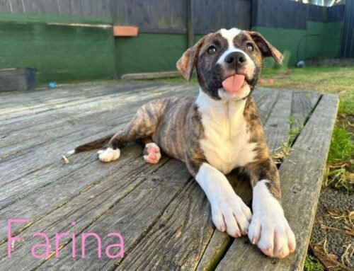 Farina