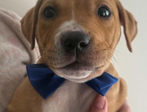 Rocco
