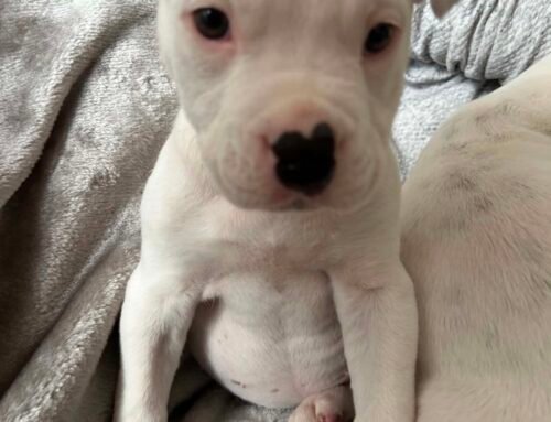 Arya