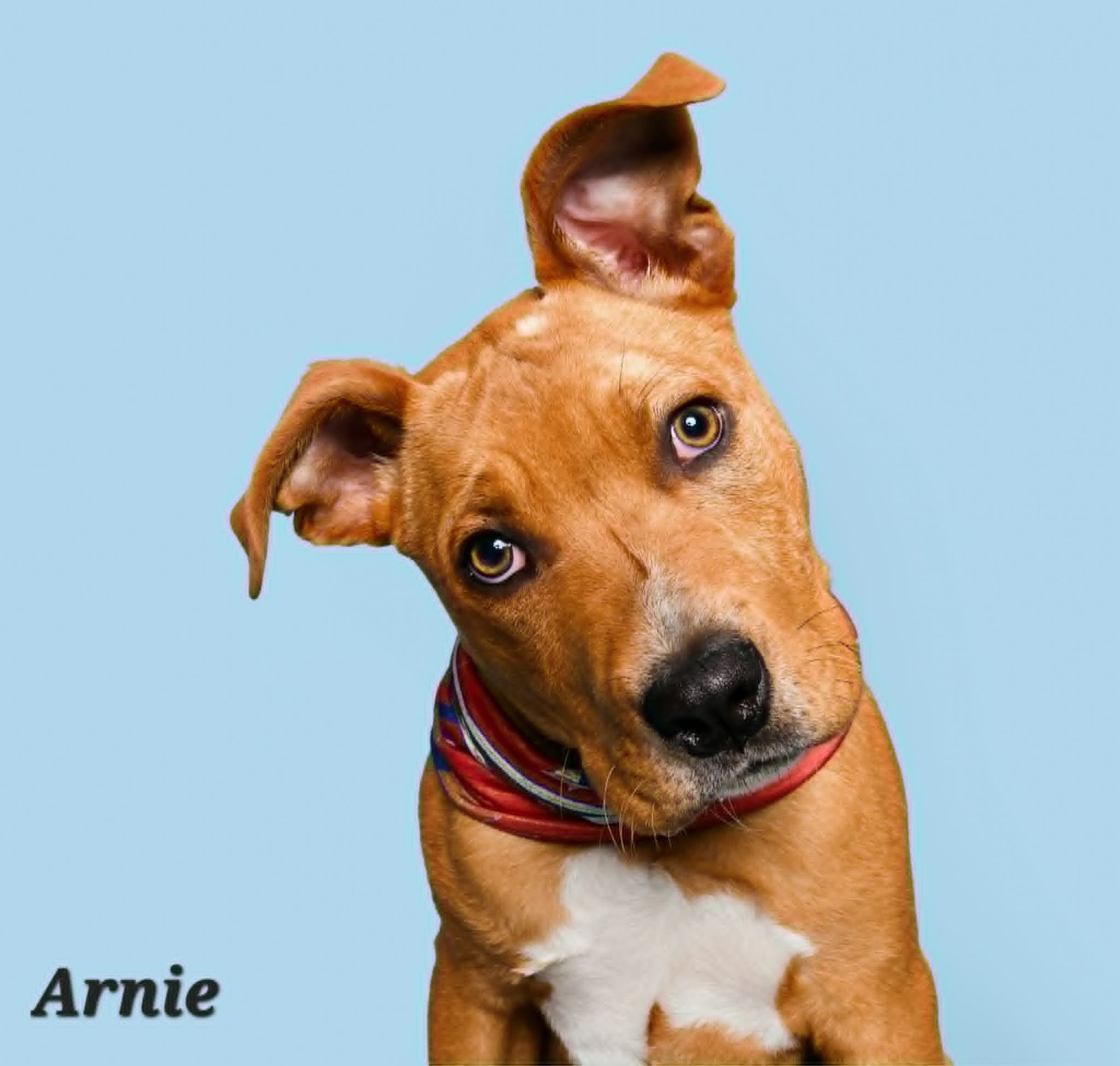 Arnie6