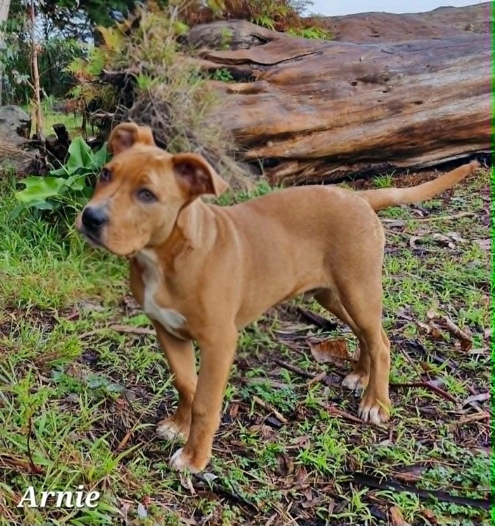 Arnie8