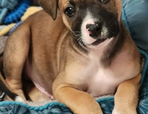 Biscuit