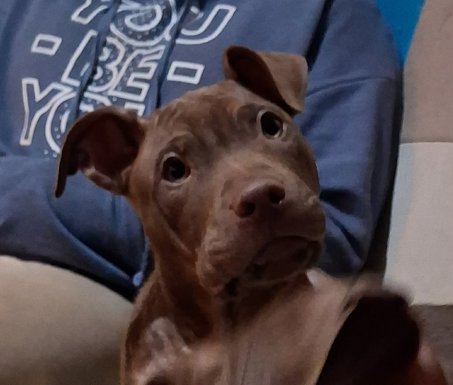 Buddy3
