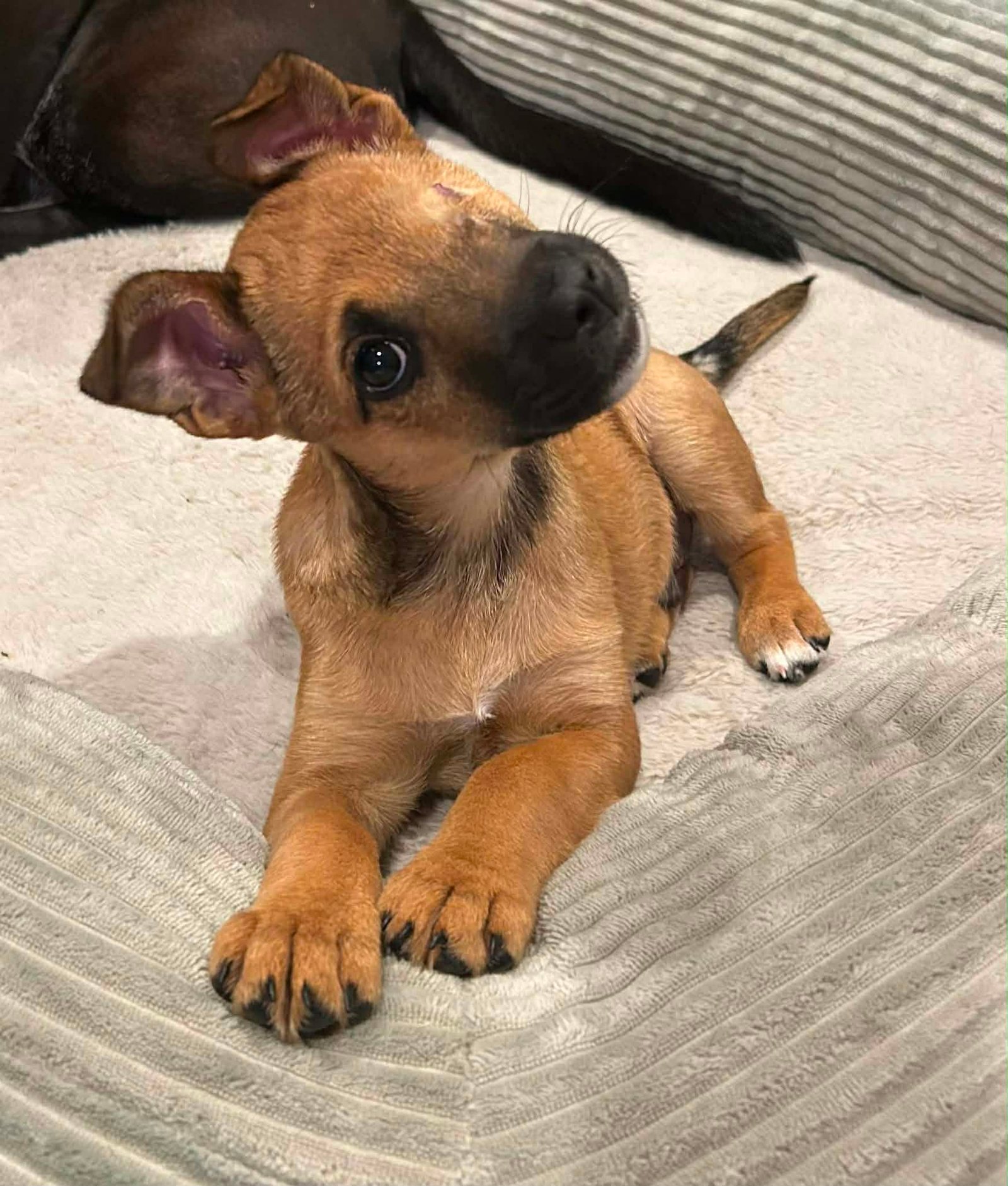 Kanga
