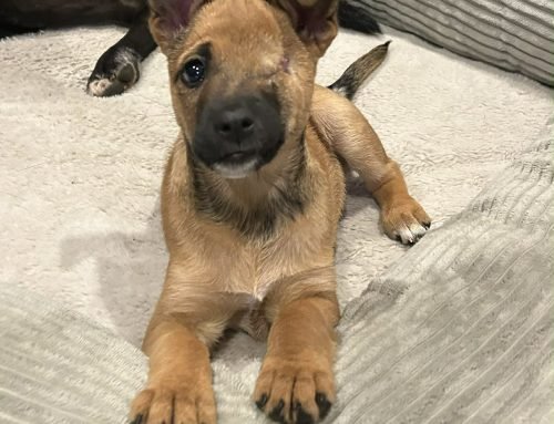 Kanga
