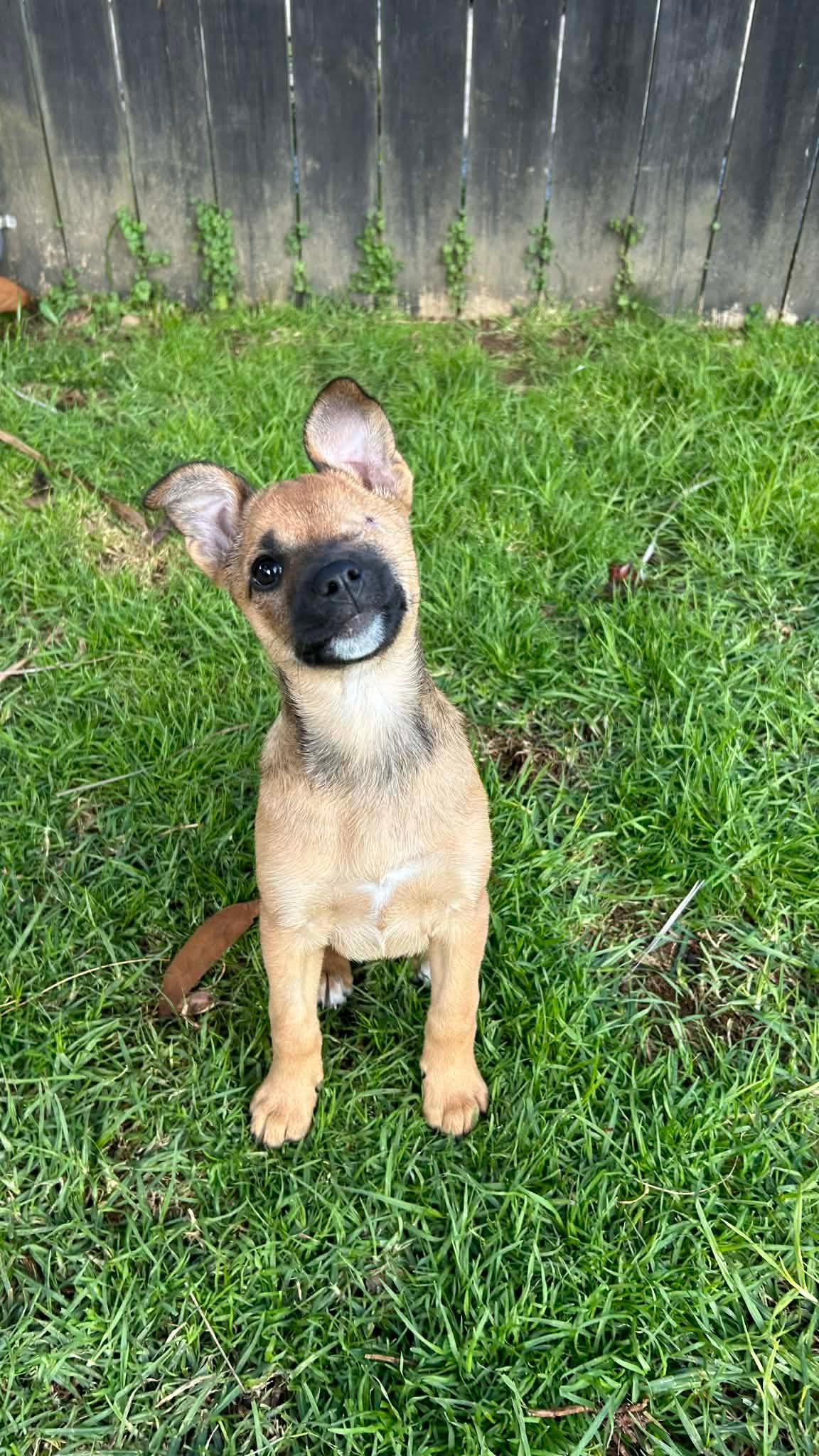 Kanga2