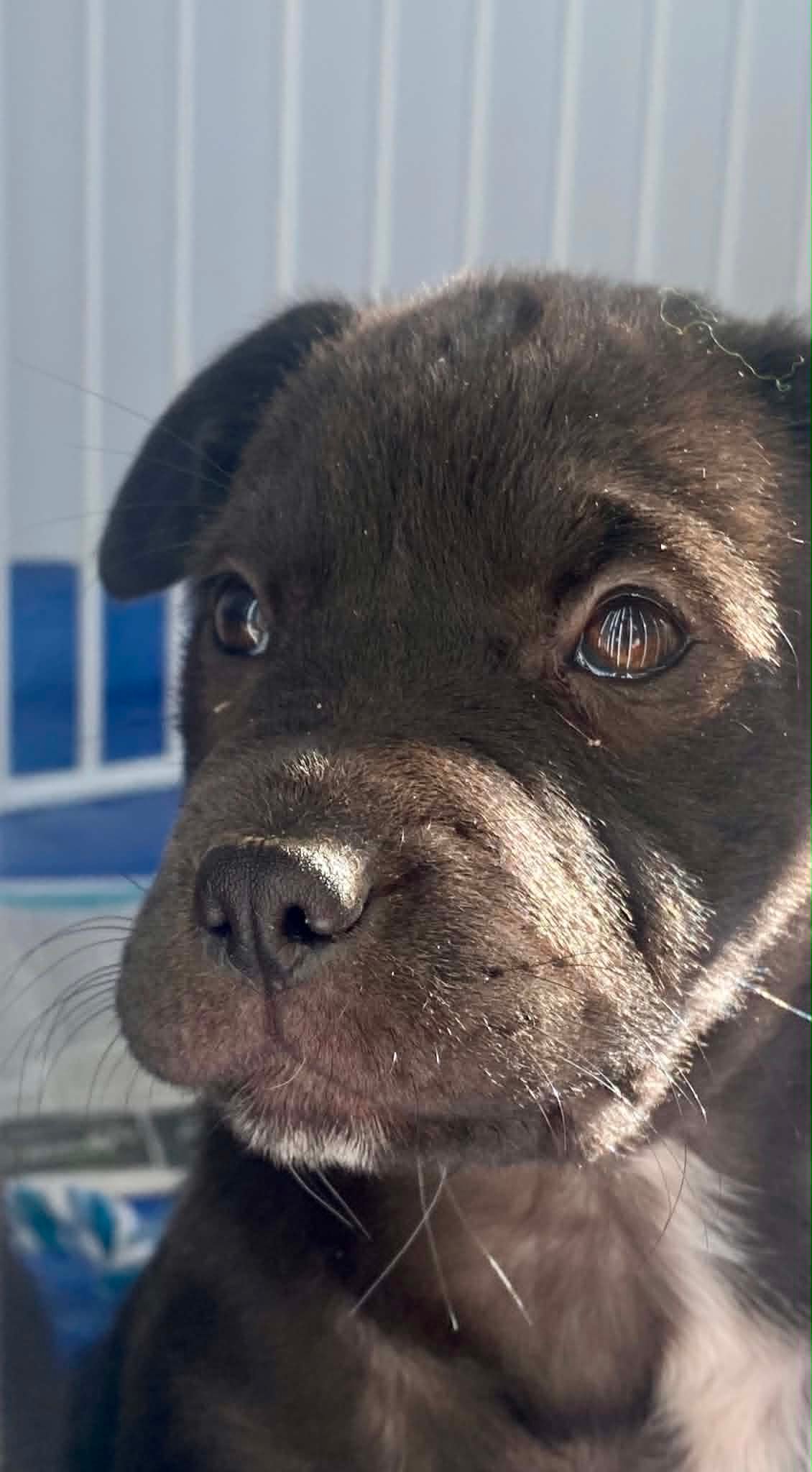 Mocha2